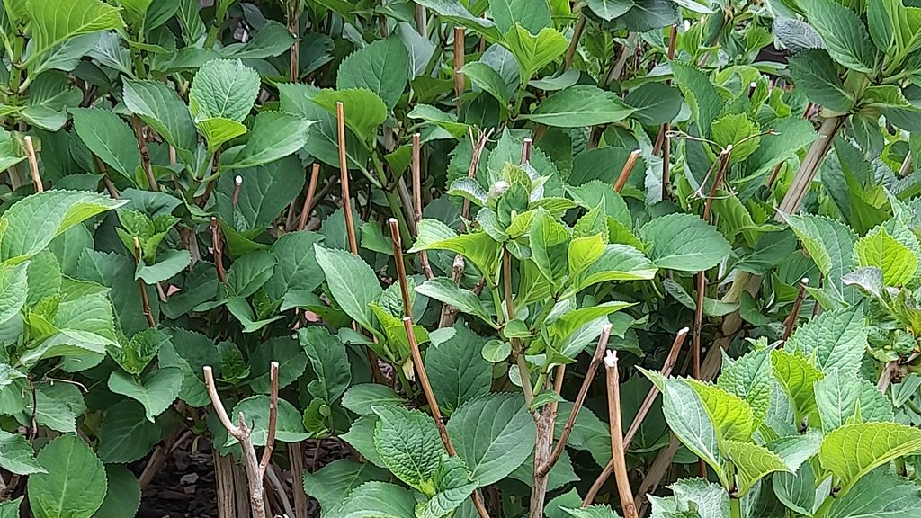 Foto: 'Bloemknoppenknipper' actief in Nunspeet: 'Men denkt er high van te kunnen worden'