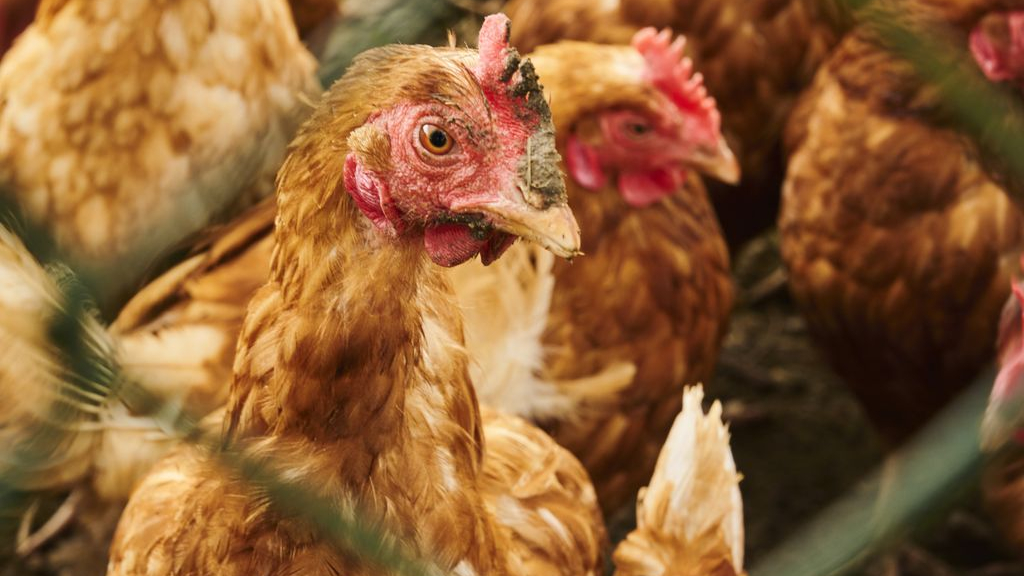 Foto: Vogelgriep verdrijft de hoop in Gelderse Vallei: 'Wat kun je nog doen?'