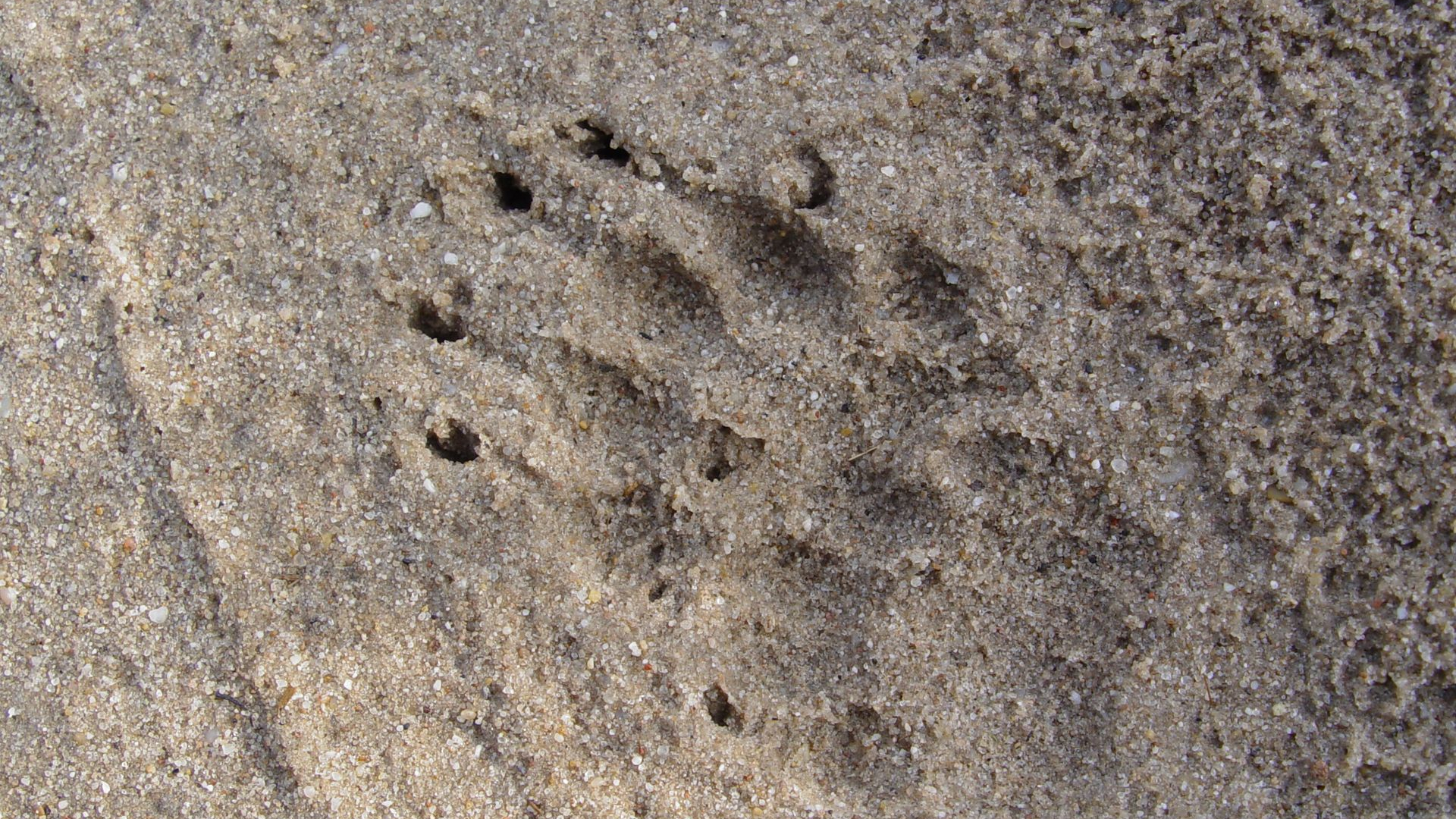 Foto: Speuren naar diersporen, landgoed Staverden