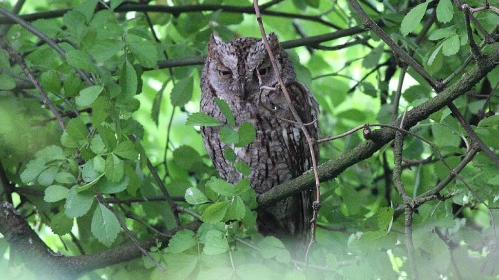 Foto: Zeer zeldzaam uiltje waargenomen in Elspeet