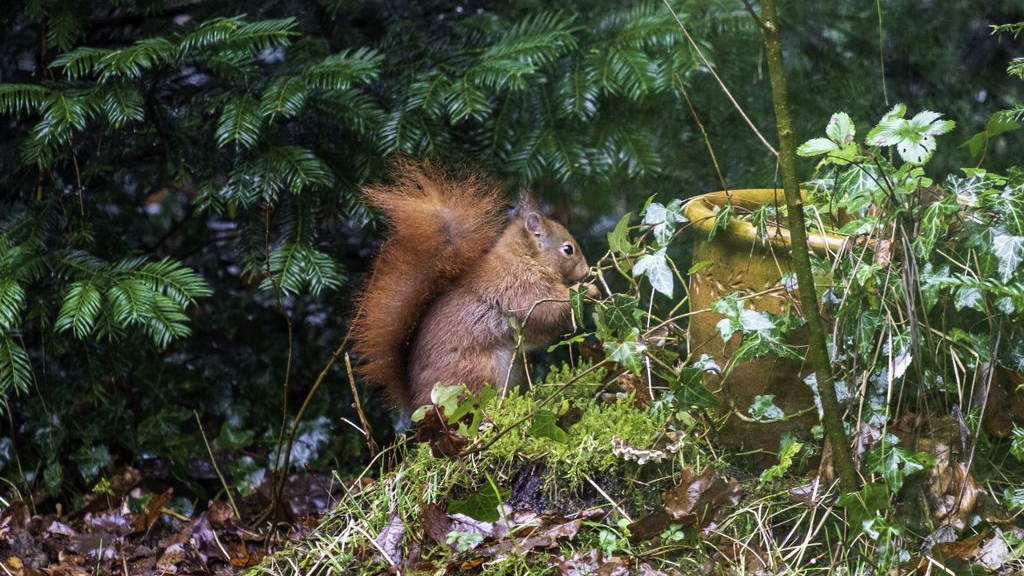 Foto: 'Doe niets', dit is de gouden tip om je tuin herfstklaar te krijgen