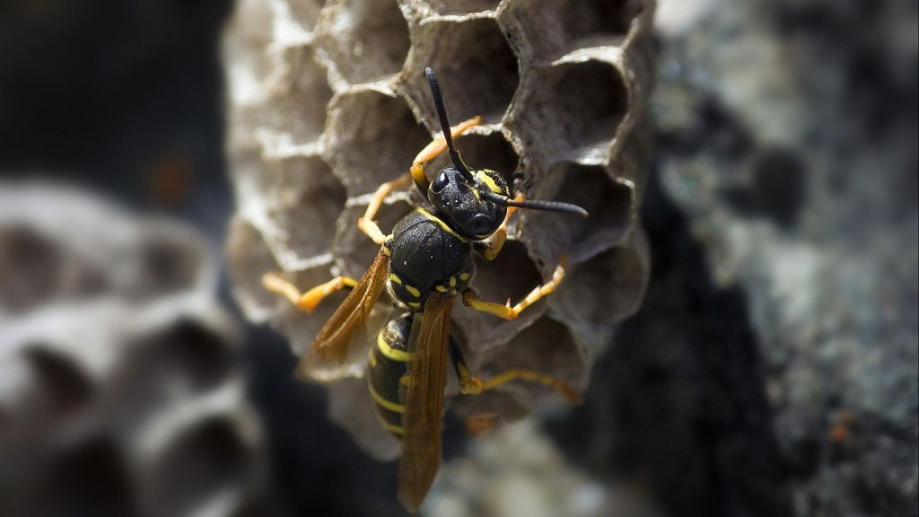 Foto: Toppunt van zomer vol wespen is nog niet bereikt