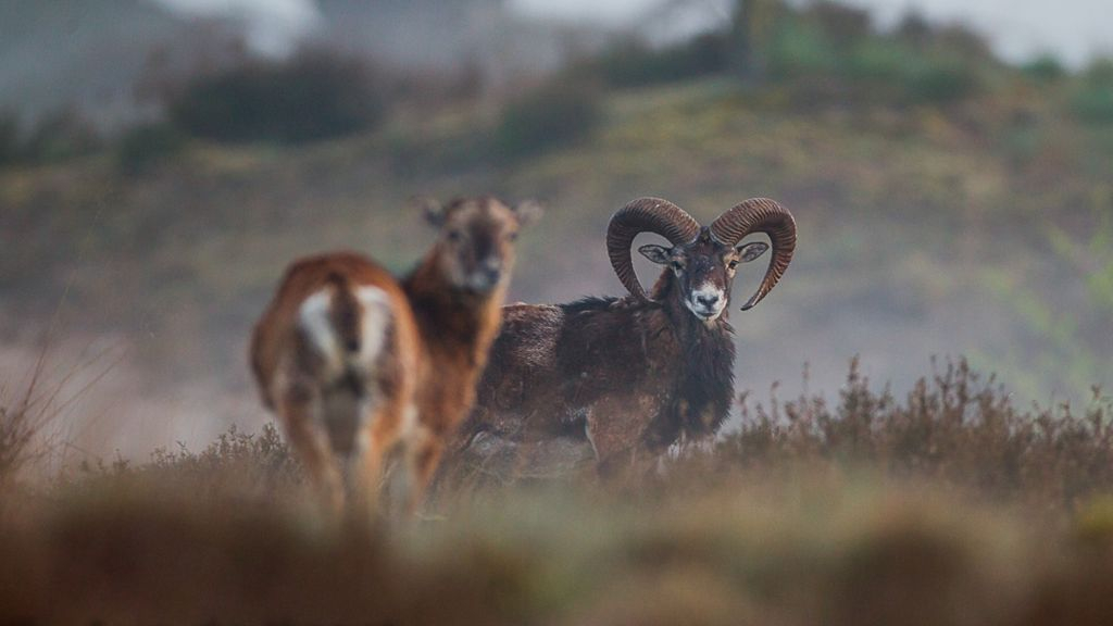 Foto: Moeflonexcursie op Wekeromse Zand