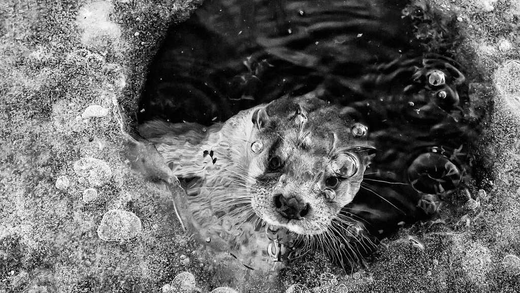 Foto: Nunspeter Ernst Dirksen wint bij  internationale fotowedstrijd