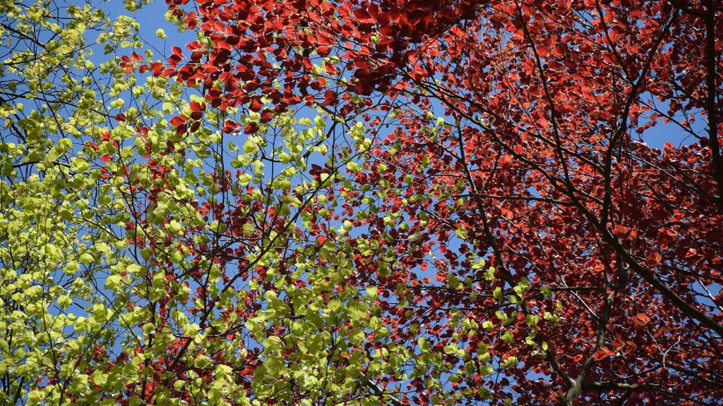 Foto: Bomenexcursie Landgoed Staverden