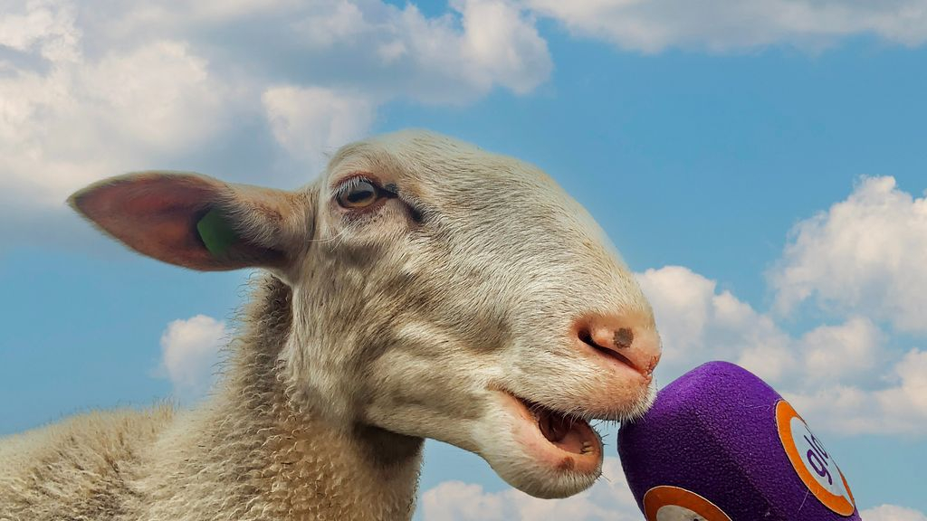 Foto: Zwangerschapsecho voor heideschapen: bij herder Daphne is dat heel normaal
