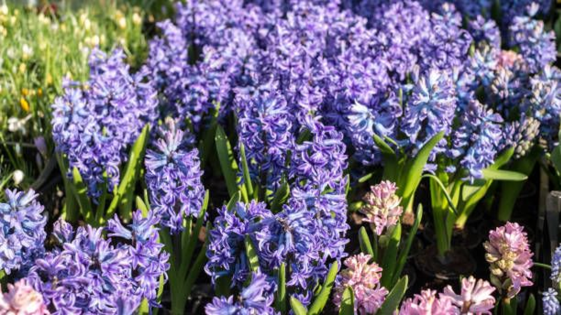 Foto: 10 jaar hyacinten voor jonge mensen met kanker