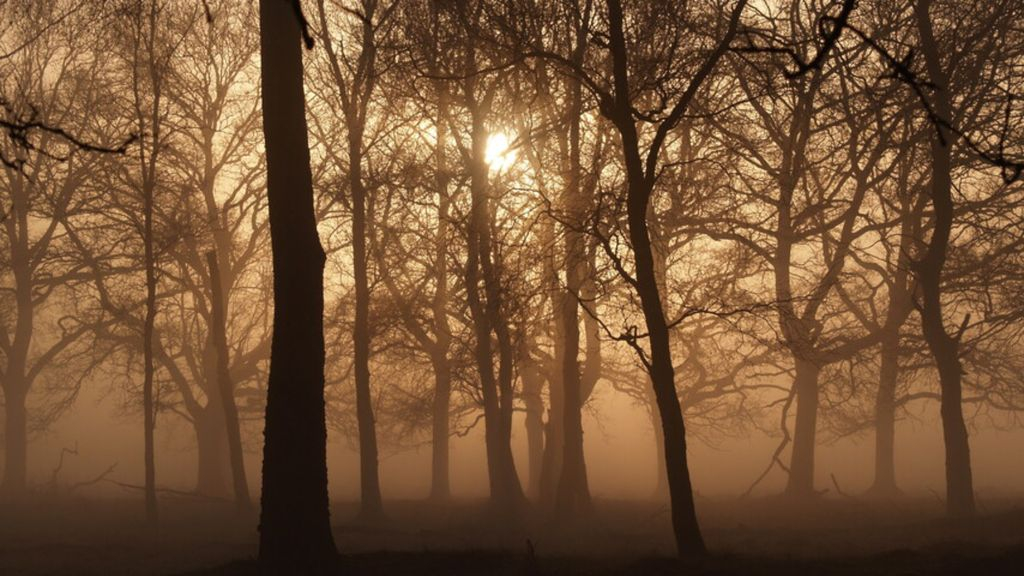 Foto: Avondwandeling door het Wilbrinkbos