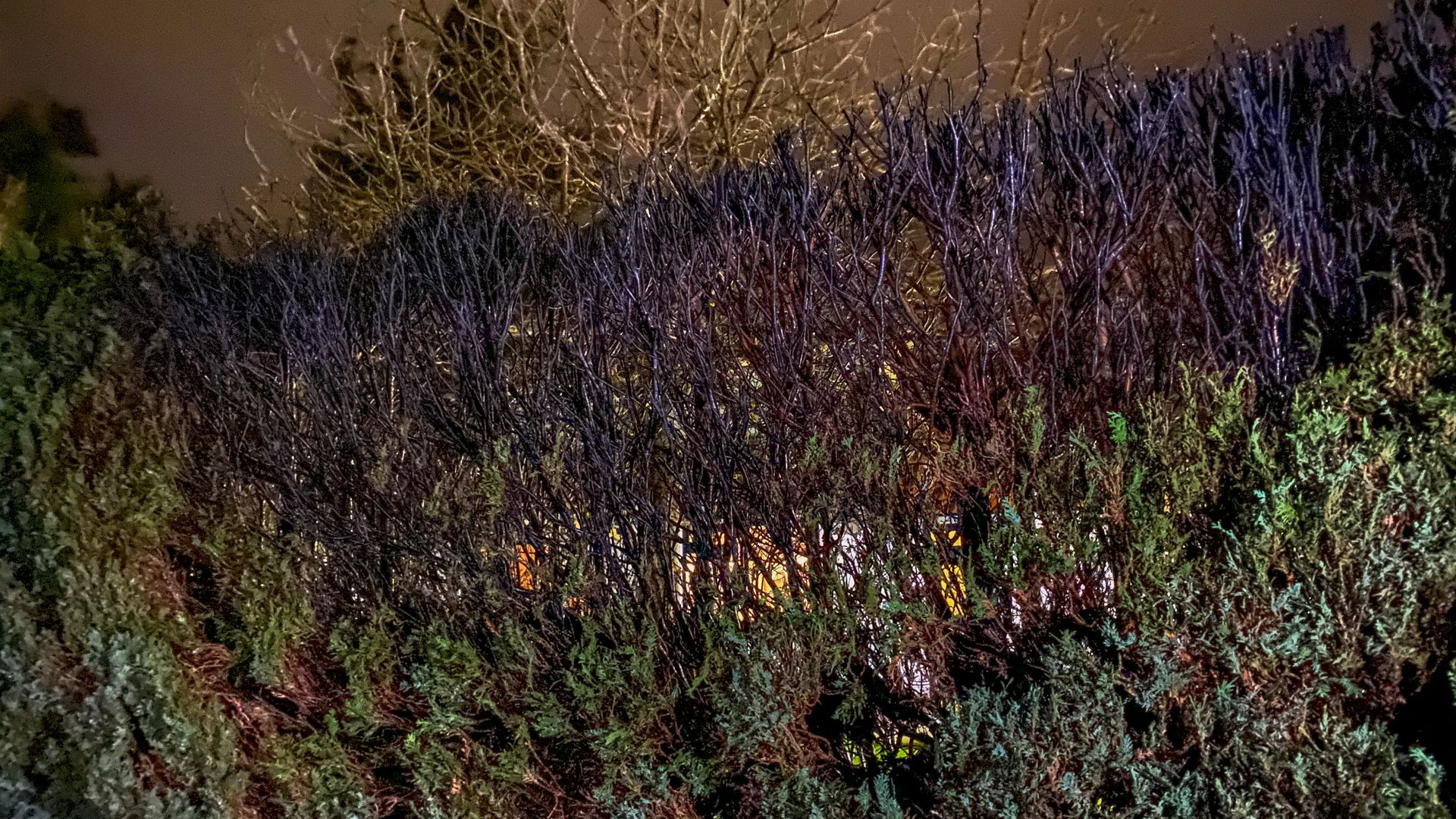 Foto: Coniferenhaag in de brand