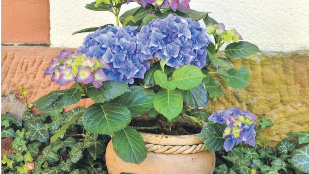 Foto: Groene Markt Barneveld: lever een tegel in en krijg een plant!