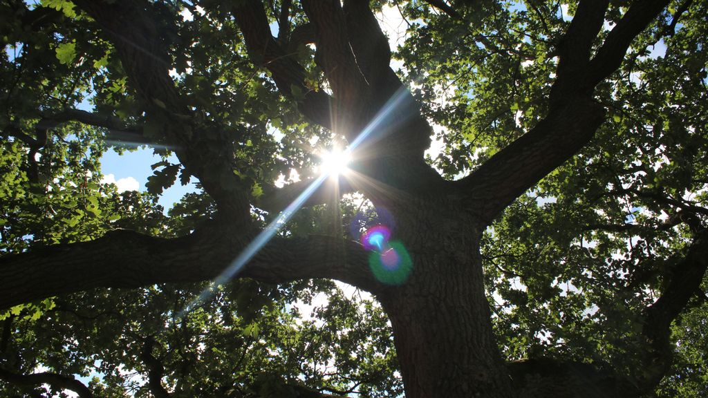 Foto: Doe mee met beplantingsproject Stroe in het Groen