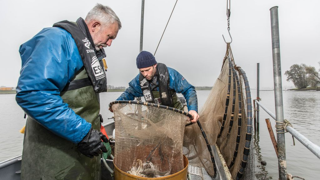 Foto: De paling heeft het zwaar, gaat deze maatregel de oplossing zijn?