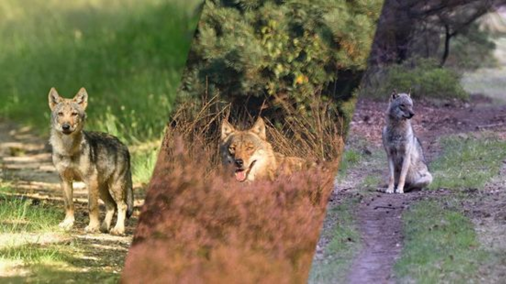 Foto: Provincie kijkt naar beheer wolf: 'Afschieten is daar één variant van'