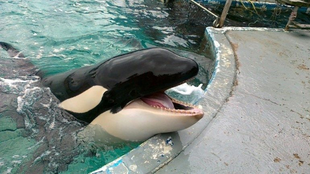 Foto: Orka Morgan voert al tien jaar shows op in Spanje en 'dat had niet gemoeten'