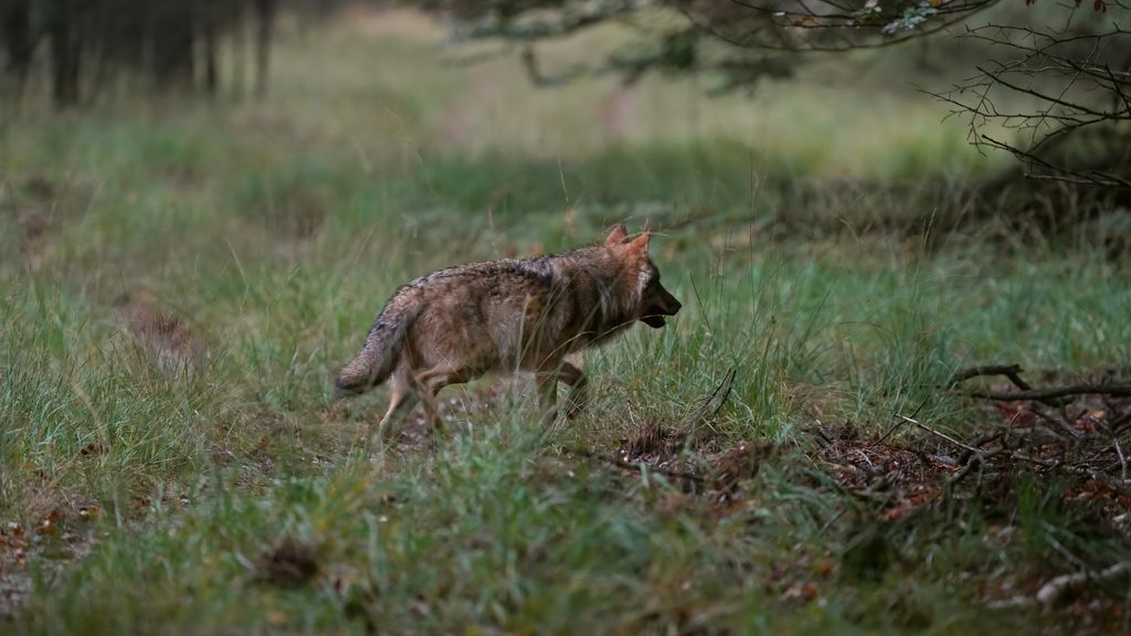 Foto: Dode wolf gevonden bij Elspeet, politie start onderzoek