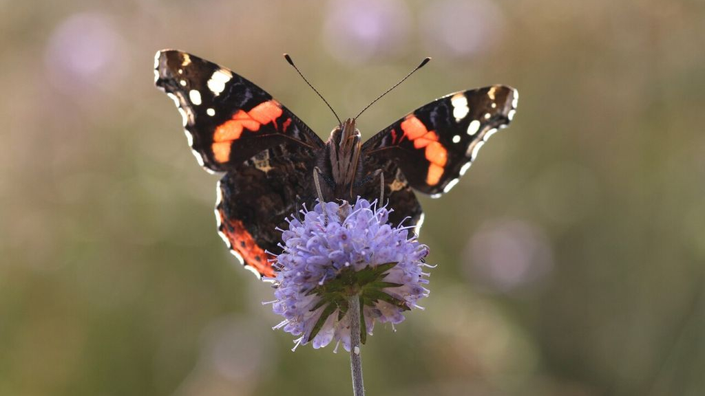 Foto: Ontdek Groot Otelaar
