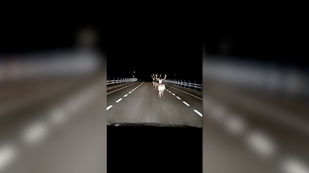 Foto: Wauw! Ineens duiken er drie herten op voor Cjacco's auto