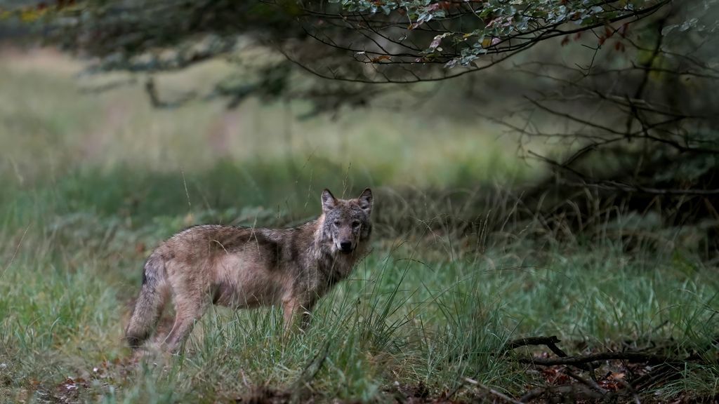 Foto: Wat heb je aan ‘winst’ in de rechtbank, als je de wolf toch niet kan beschieten?
