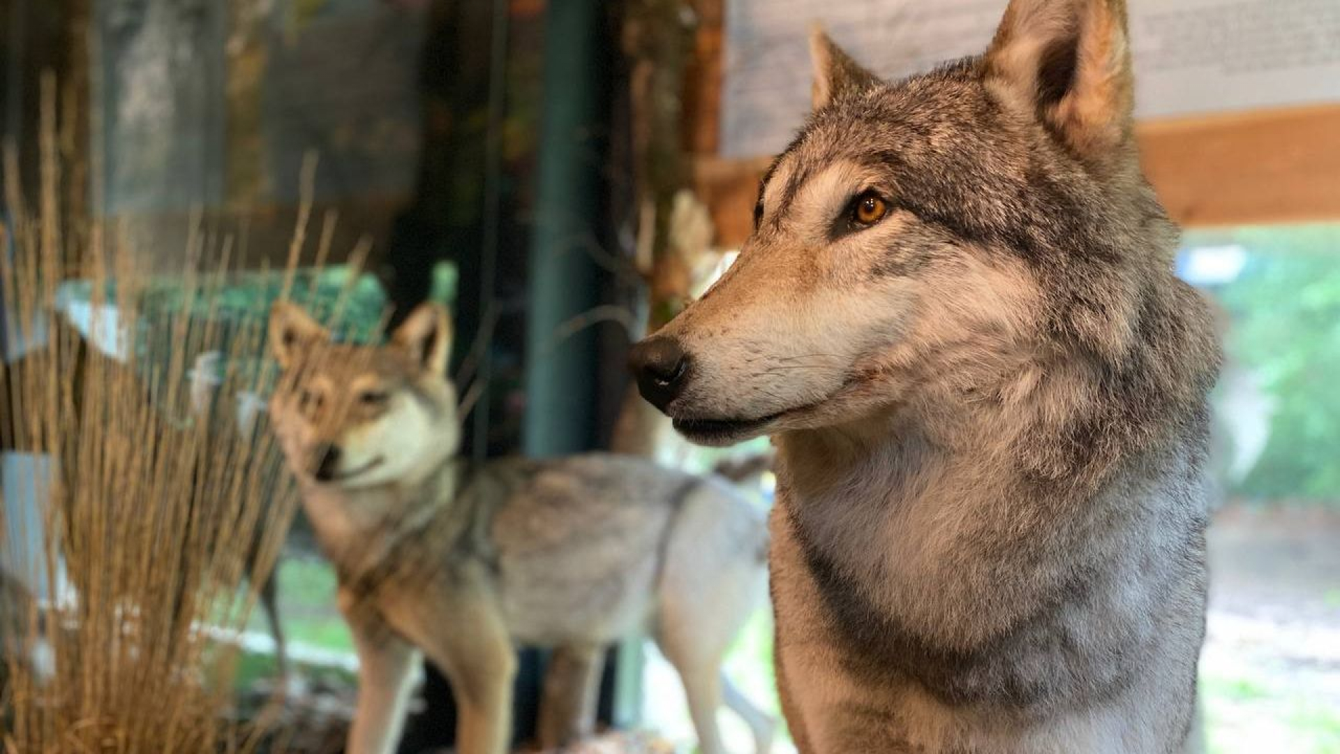 Foto: Beleef de natuur tijdens expositie Veluwse Natuur
