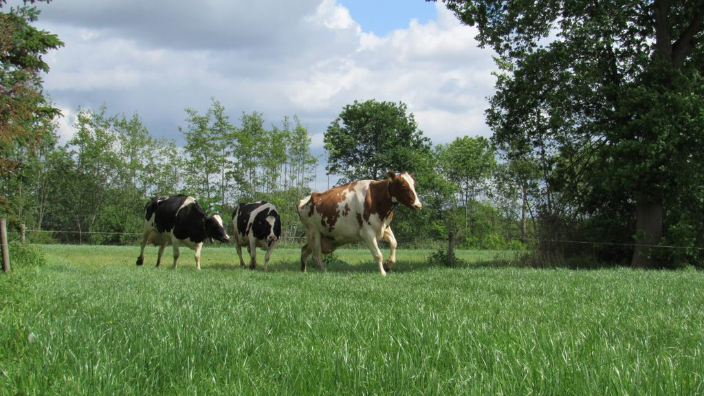 Foto: 140 koeien mogen eindelijk de wei in