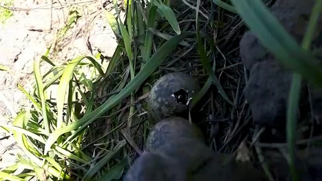 Foto: Danny en zijn vader vinden twaalf kievitsnesten in hun weiland