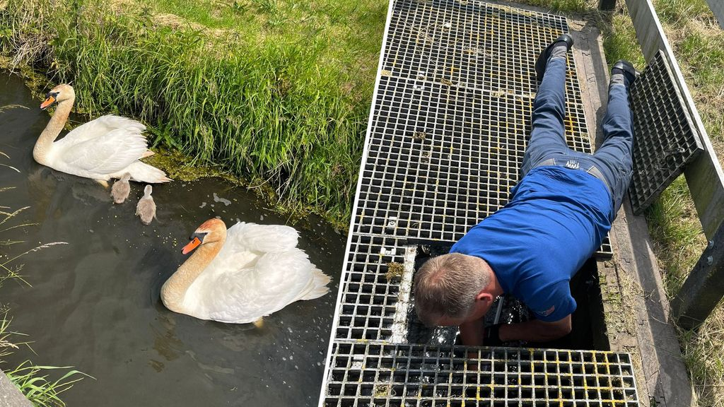 Foto: Zwanengezin in nood: 'De kop van vader bloedde ervan'