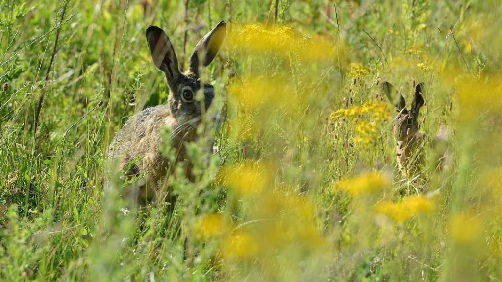 Foto: Minister besluit om jachtseizoen haas en konijn te beperken