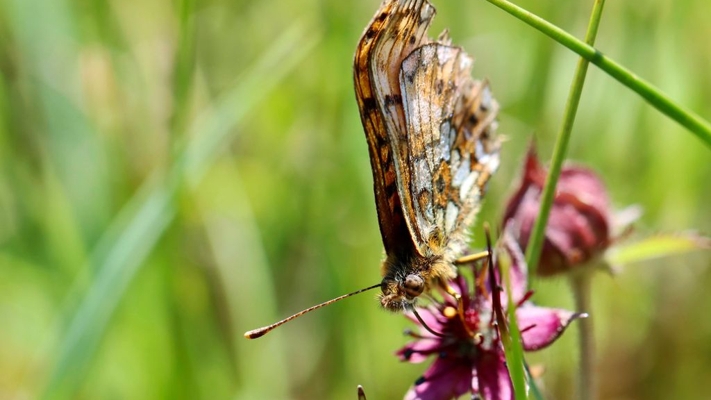 Foto: Raadsel hoe zeldzame zilveren maan terugkeerde naar Veluwe