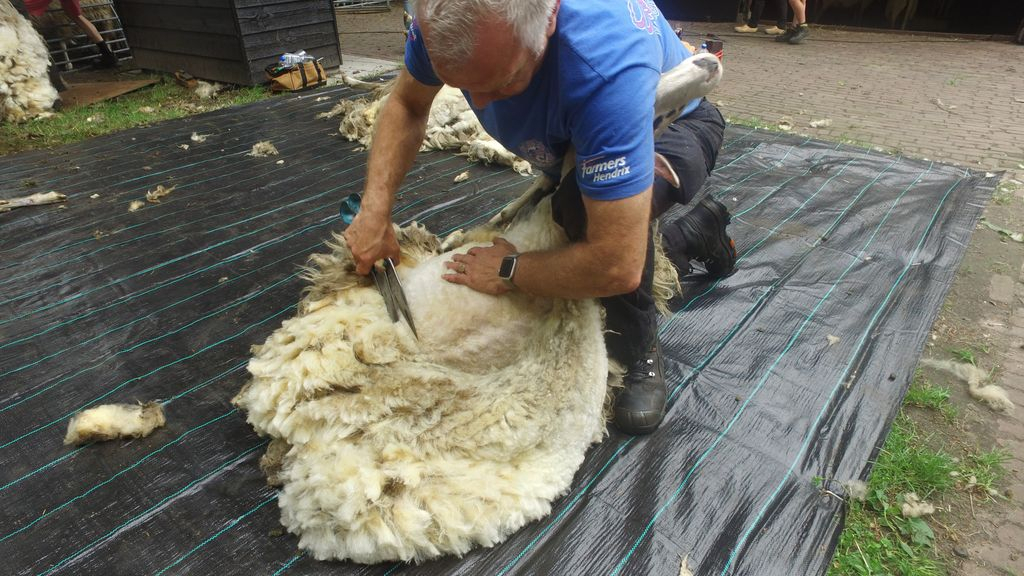 Foto: Schapen schaapskudde Elspeet weer geschoren