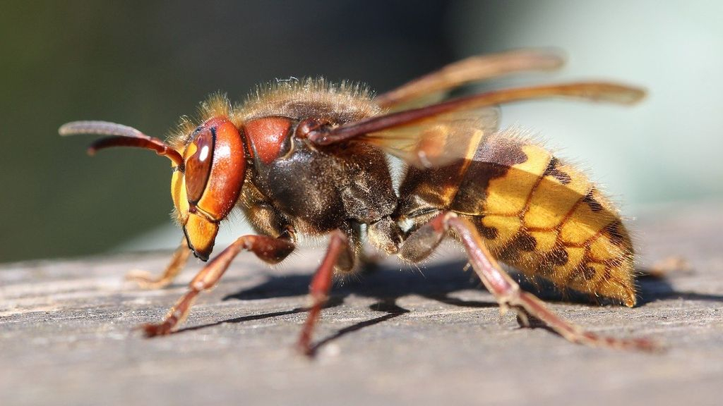 Foto: Kun je zelf een beginnend wespennest nog weghalen?