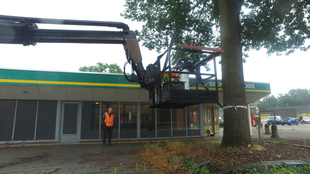 Foto: Verwijderen eikenprocessierupsen in de gemeente Nunspeet begonnen