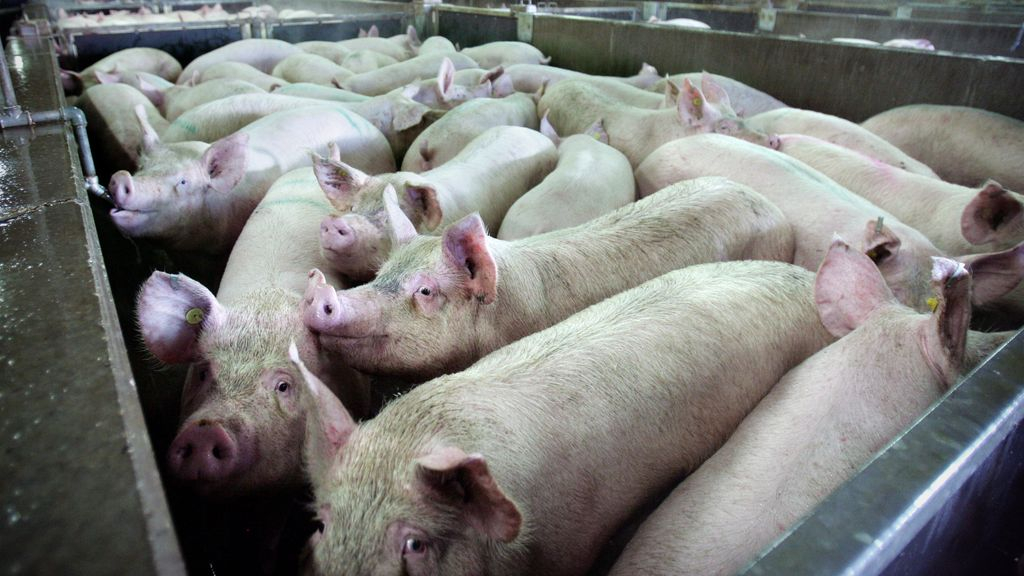 Foto: 'NVWA doet nog te weinig met camerabeelden in slachthuizen'