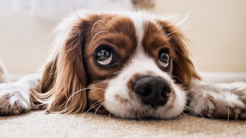 Foto: Verschijnselen van kennelhoest omgeving Nunspeet