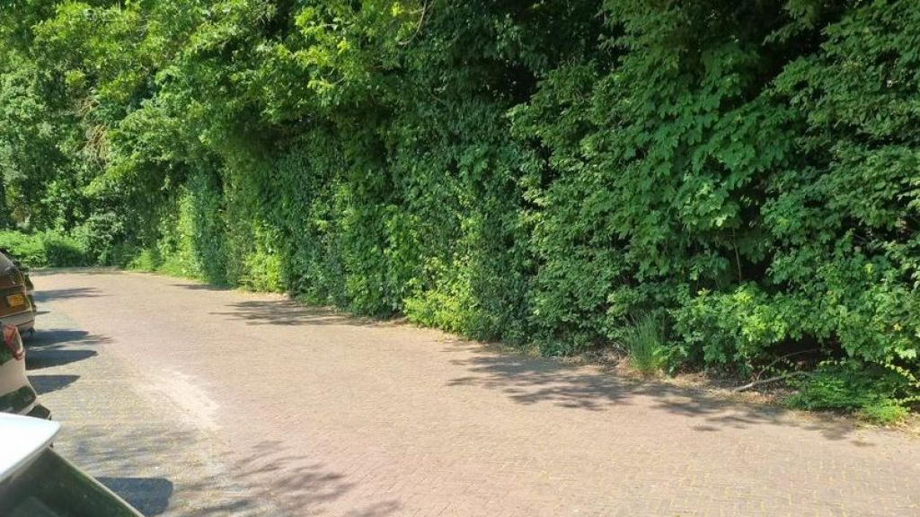 Foto: Ontdekking van twee vermiste, gemummificeerde katten in Gelders bos leidt tot politieonderzoek