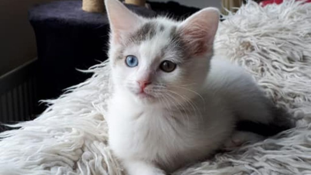 Foto: Druk eerste half jaar voor Dierenambulance Noord-West Veluwe