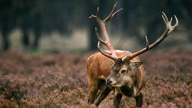 Foto: Duizenden zwijnen en herten op de Veluwe moeten dood