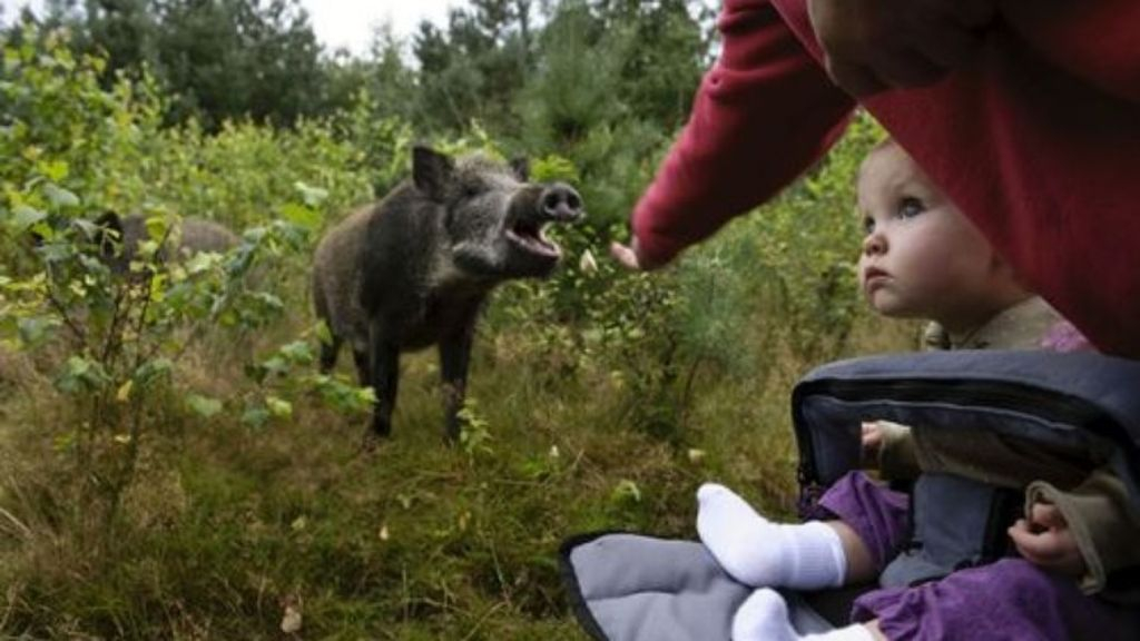 Foto: 'Wilde zwijnen voeren betekent hun doodvonnis'