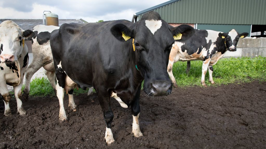 Foto: Boeren die wachten op stikstofvergunning hoeven niet te vrezen voor handhaving