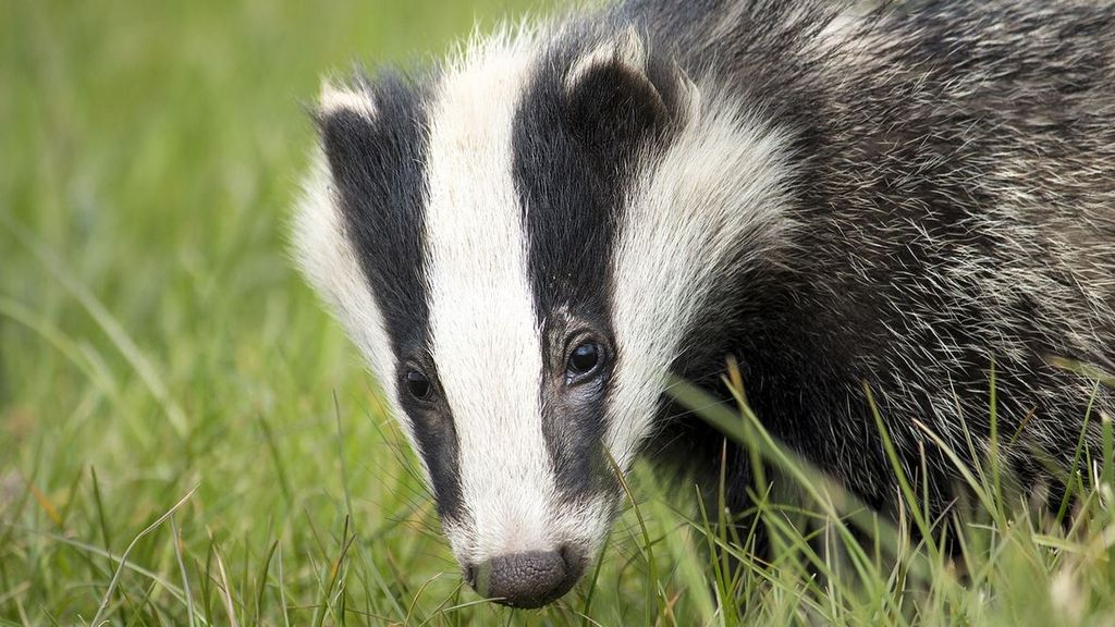Foto: Het aantal dassen op de Veluwe neemt snel af