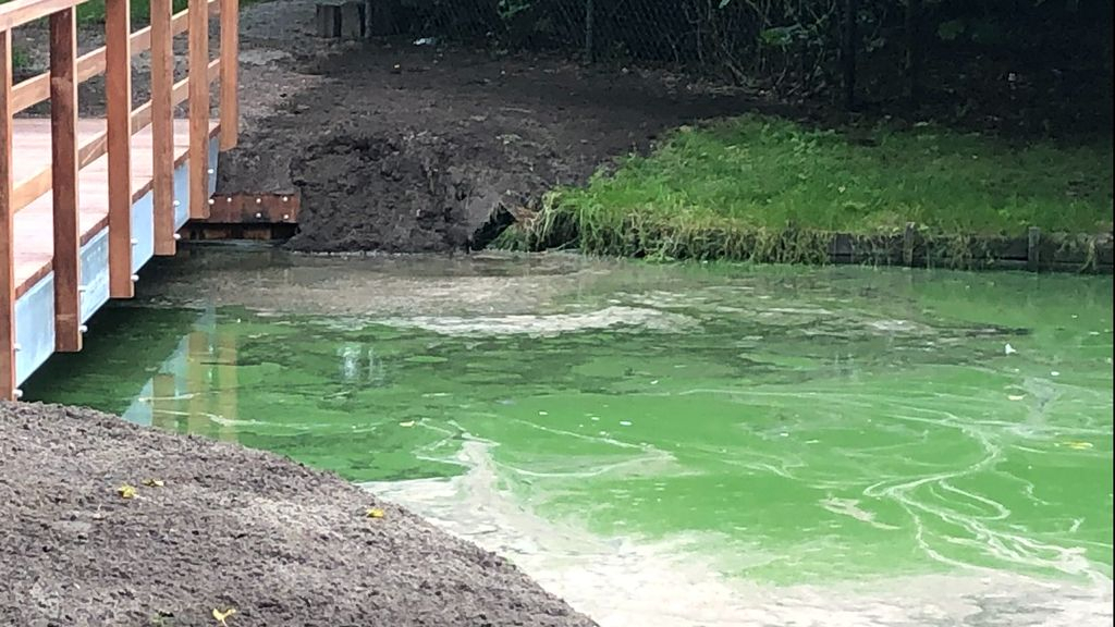 Foto: Blauwalg aangetroffen in vijver Edzard Koningpark