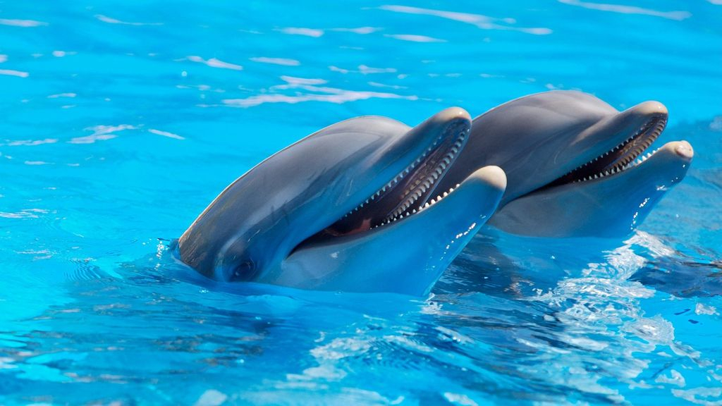 Foto: Weer gedoe rond Dolfinarium: 'Dieren zonder vergunning naar China'