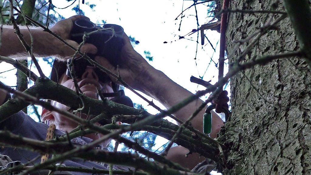 Foto: Willem zit zes uur per dag in een boom en telt wespendieven