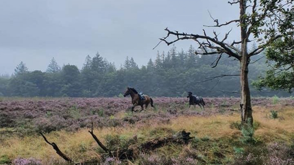 Foto: Paarden slaan op de vlucht en rennen de heide over