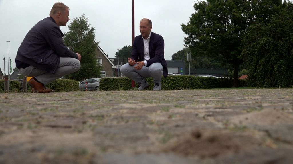 Foto: Wespen zijn volgens deze liefhebber helemaal niet gevaarlijk