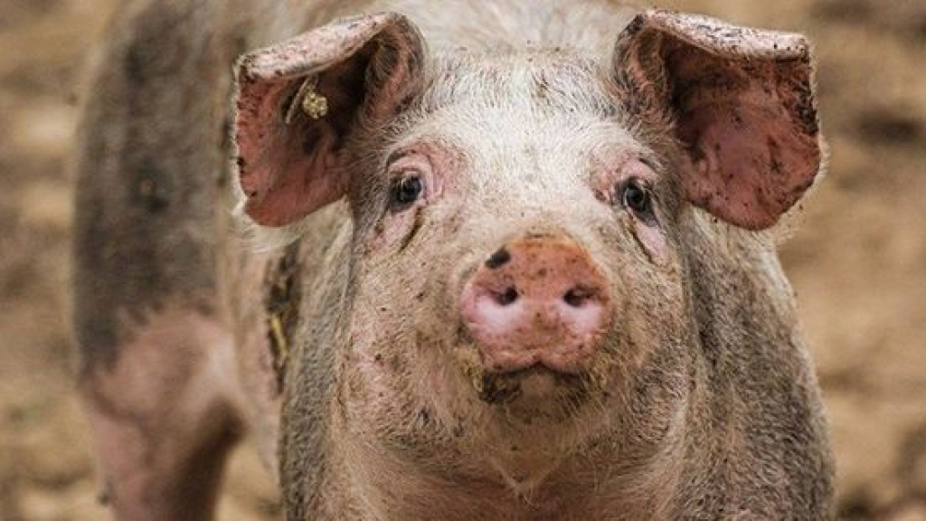 Foto: Weinig vertrouwen in heropening slachterij: 'Toezicht niet onafhankelijk'