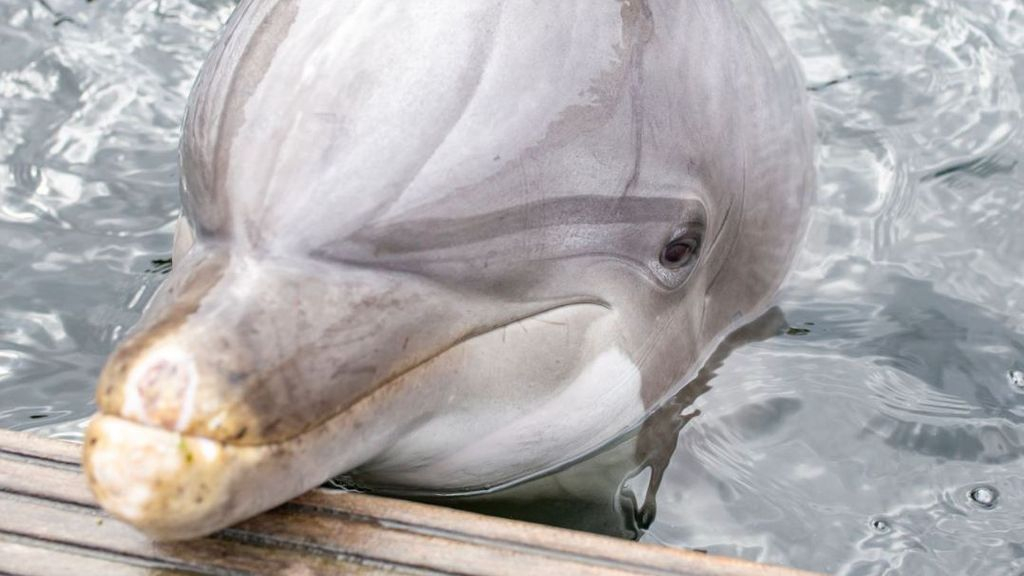 Foto: Dolfinarium treurt om dood 'iconische' dolfijn Maaike