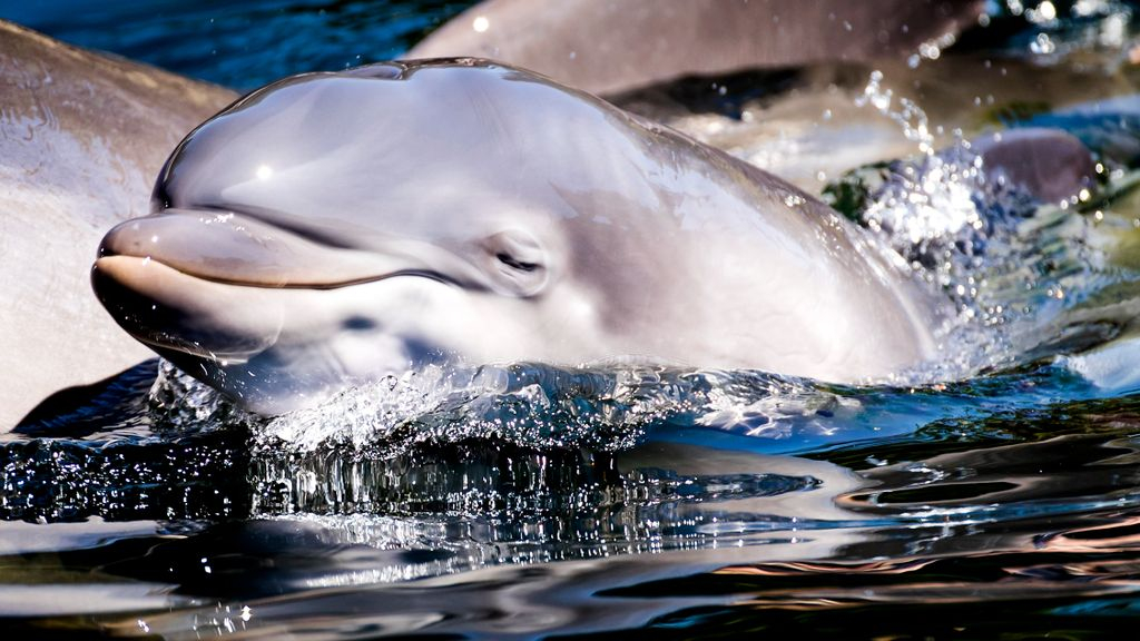 Foto: Dierenverblijven Dolfinarium moeten uiterlijk in 2029 zijn vernieuwd