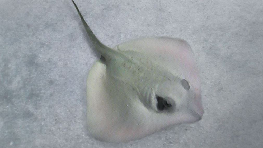 Foto: Bijzonder pijlstaartrogje in Dolfinarium is dood