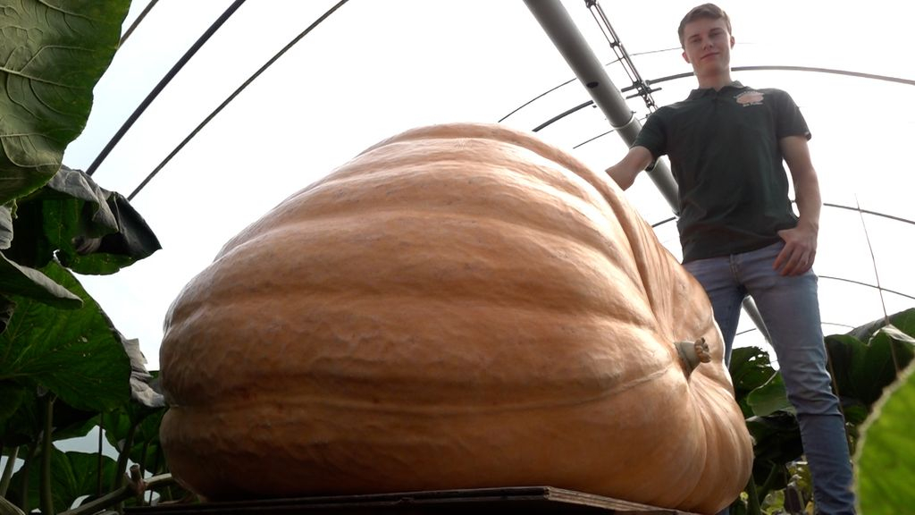 Foto: Van klein zaadje tot pompoen van 600 kilo: Gerjan maakt indrukwekkende time-lapse
