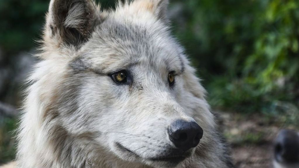 Foto: Wolf doodgeschoten op Veluwe: 'Dit lost helemaal niets op'